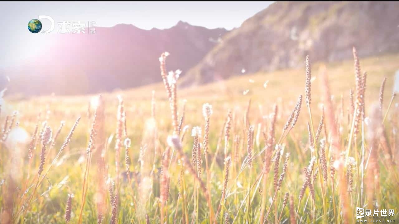 探索频道/藏医药纪录片《雪域奇葩 藏医药》全集