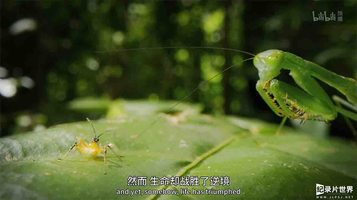 BBC纪录片/人类未踏足土地的奥秘《伊甸园 最后的秘境 Eden: Untamed Planet 2021》全6集