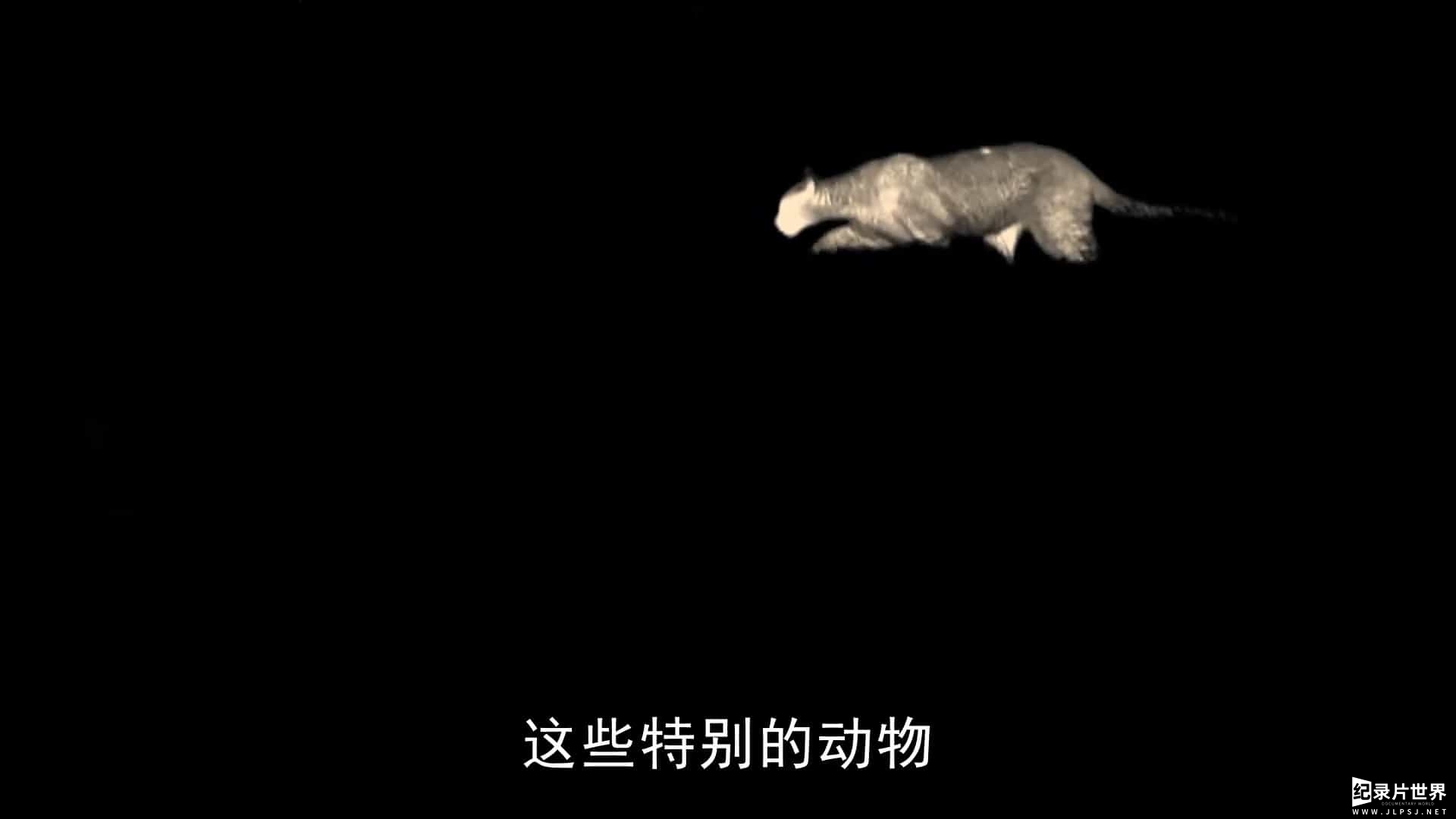 BBC纪录片《夜行动物探秘/黑暗中的自然界 The Dark: Nature's Nighttime World 2012》全3集 