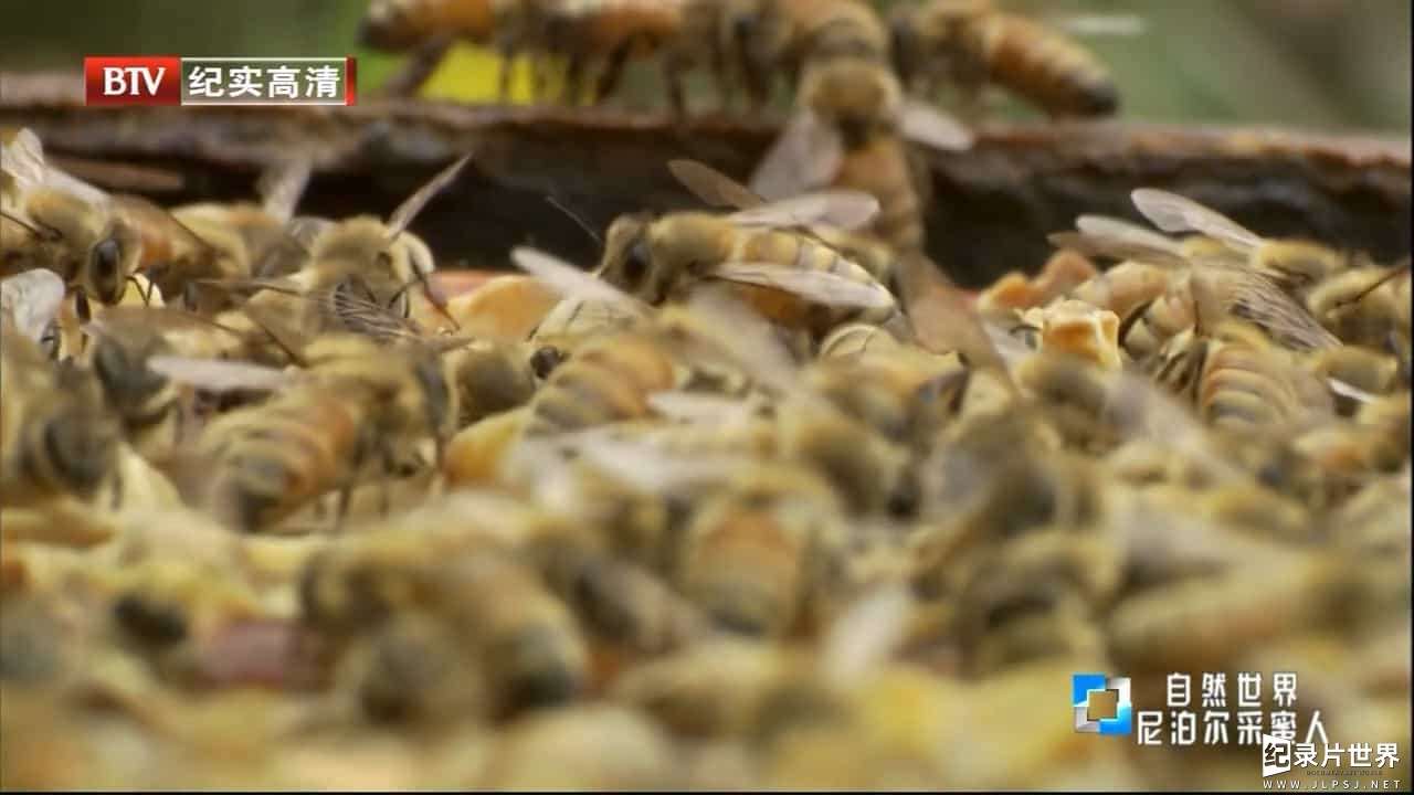 BBC纪录片/BTV引进版《尼泊尔采蜜人 Honey Hunting In Nepal 2017》英语中字