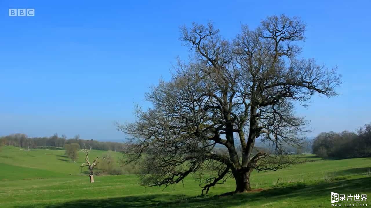 BBC纪录片《橡树 自然界最伟大的幸存者 Oak Tree Nature’s Greatest Survivor 2015》英语中英双字