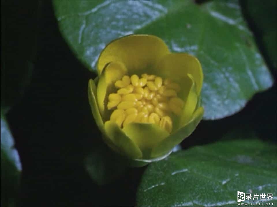 BBC纪录片《植物私生活 The Private Life of Plants》全6集