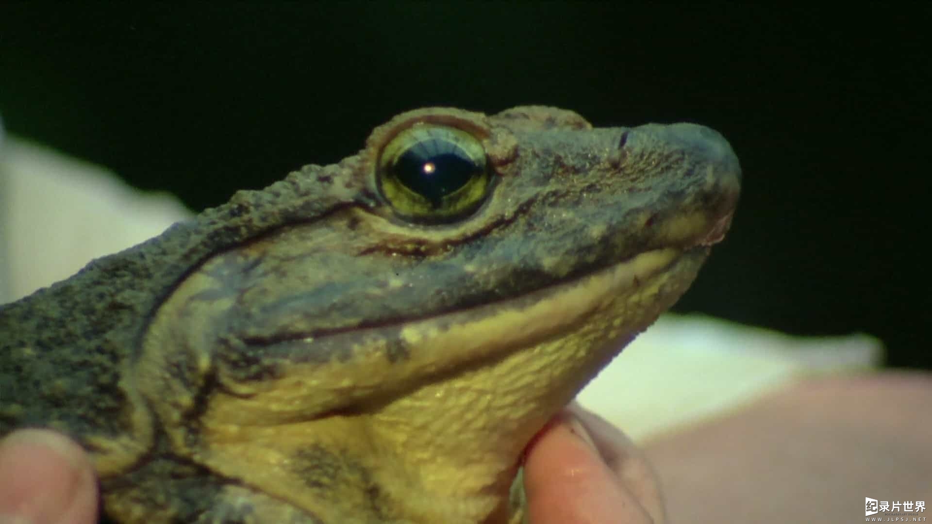 BBC纪录片《神奇的青蛙/阿Sir看蛙蛙(港) Fabulous Frogs》英语中字