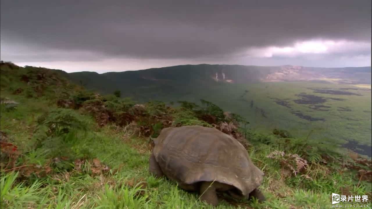 BBC纪录片《加拉帕戈斯群岛 Galapagos》全3集