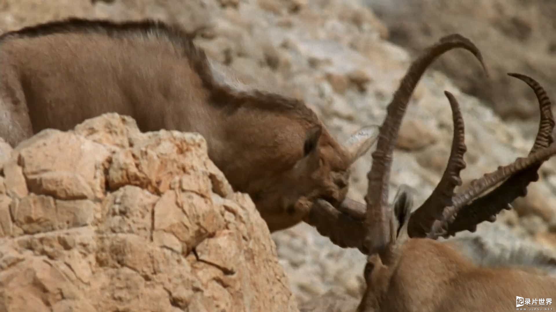 精选系列/BBC纪录片原版《野性阿拉伯/狂野阿拉伯 Wild Arabia》全3集 英语中字