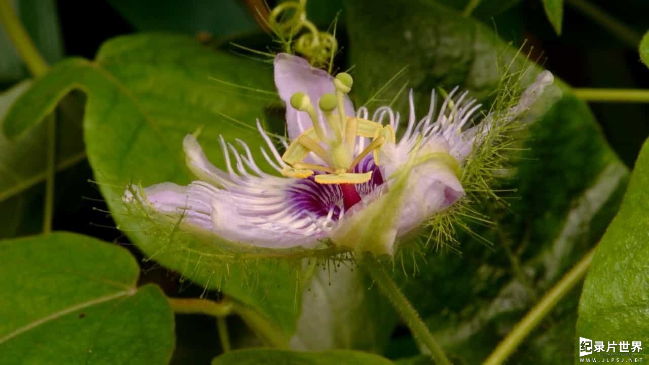 精选系列/BBC纪录片《大自然法则/自然的运作 How Nature Works》全4集