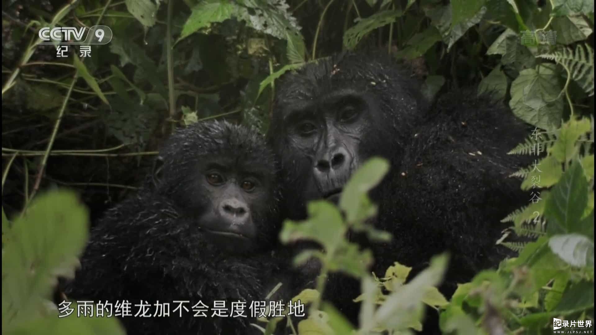 BBC纪录片《东非大裂谷 美丽的非洲心脏 The Great Rift: Africa’s Wild Heart》全3集