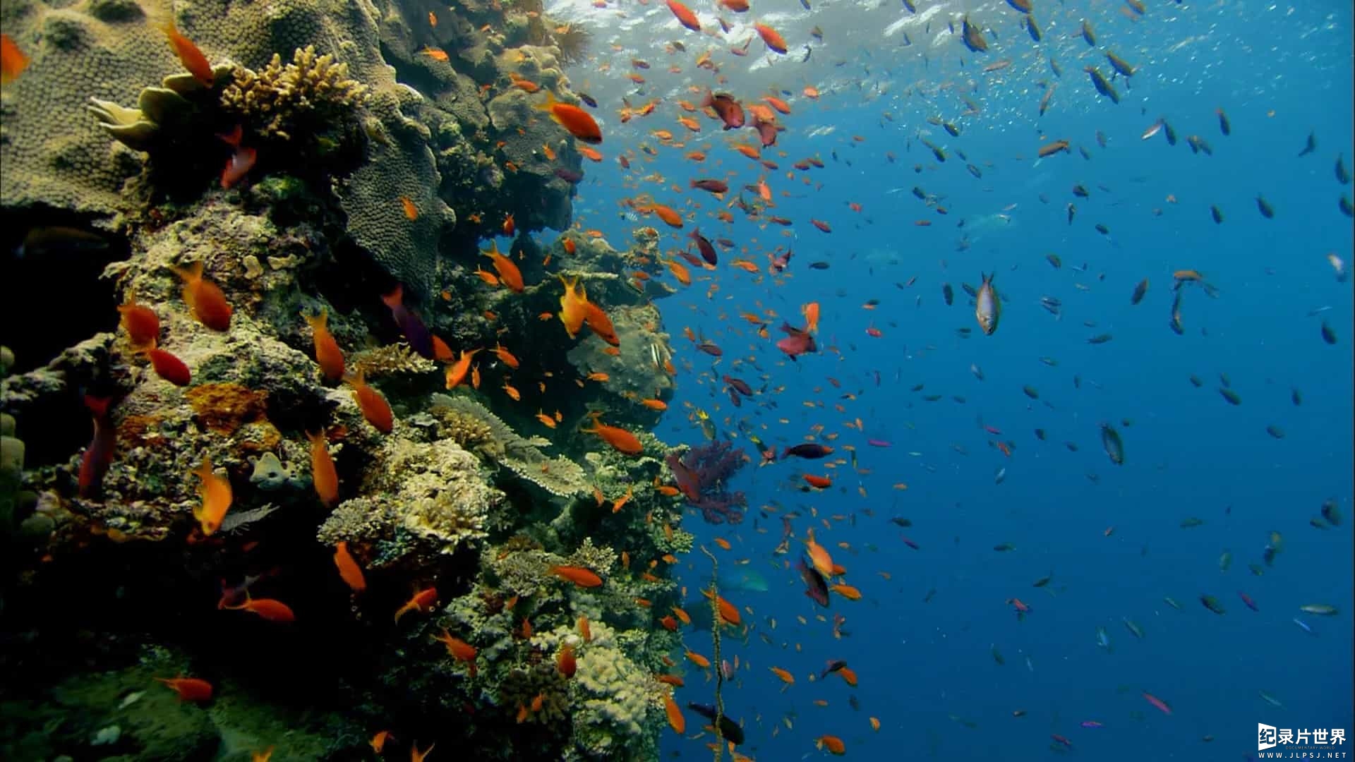 BBC纪录片《海洋天堂大堡礁 Great Barrier Reef 》全3集