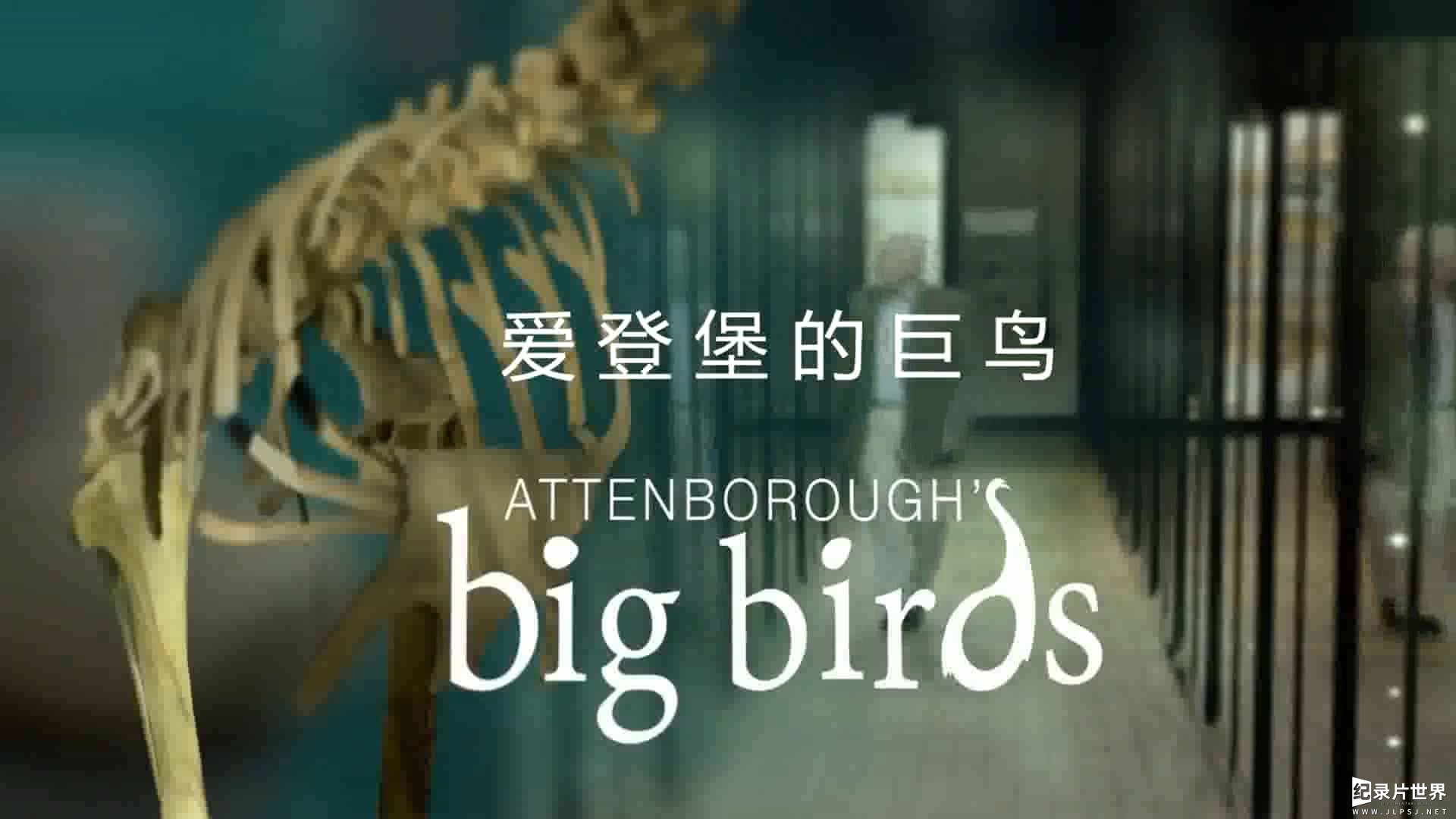 BBC纪录片《爱登堡与大型鸟类 Attenborough’s Big Birds》全1集