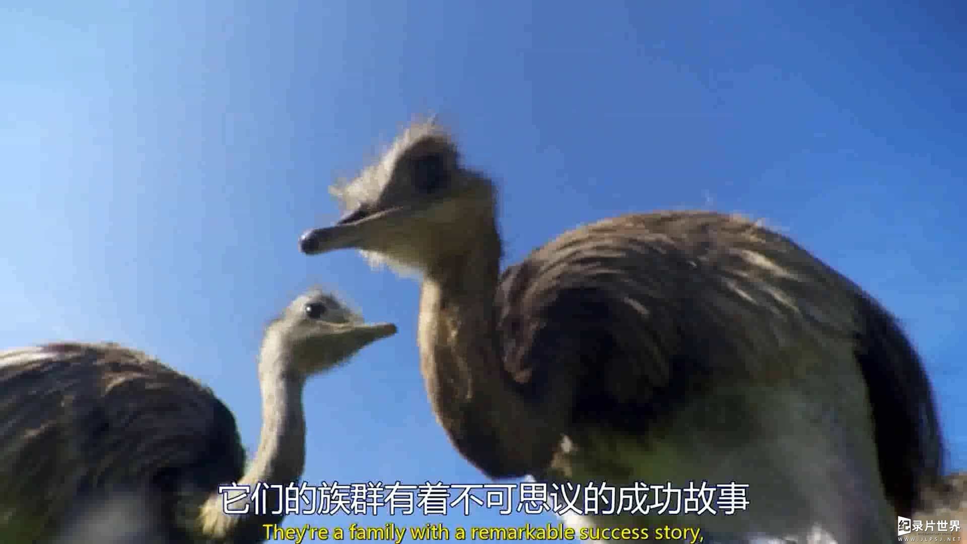 BBC纪录片《爱登堡与大型鸟类 Attenborough’s Big Birds》全1集