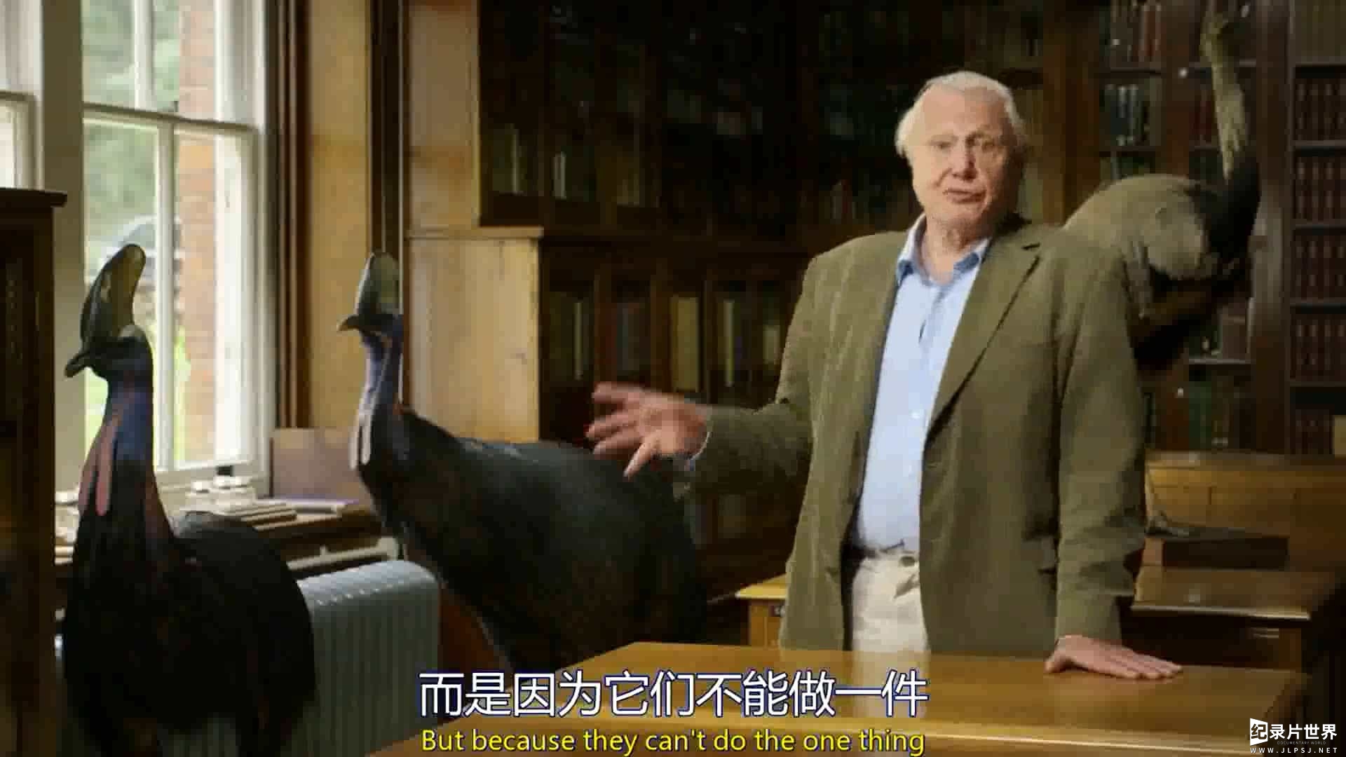 BBC纪录片《爱登堡与大型鸟类 Attenborough’s Big Birds》全1集