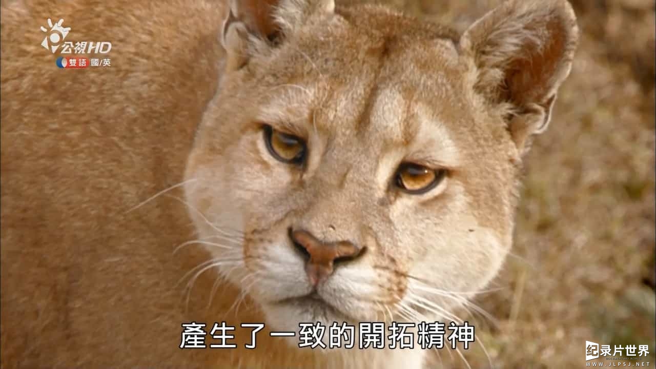 BBC纪录片《野性巴塔哥尼亚 Wild Patagonia》全3集