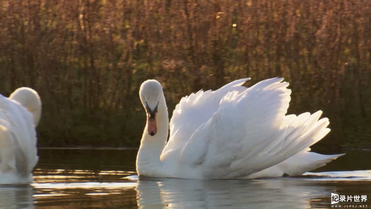 BBC纪录片《鸟类的秘密生活 The Secret Life of Birds》全5集