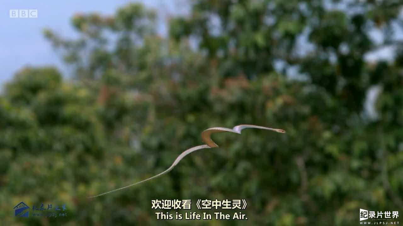 BBC纪录片《空中生灵/空中的生命 Life in the Air》全3集