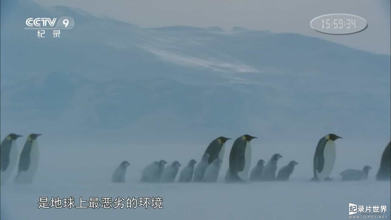 BBC纪录片/央视引进版 《雪地宝宝 Snow Babies》全1集