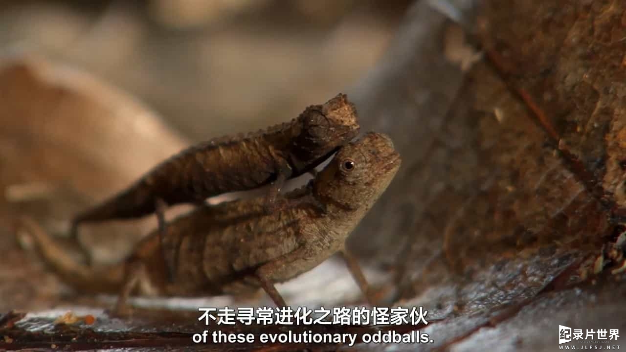 BBC纪录片《自然界的奇葩 Nature’s Misfits》全1集