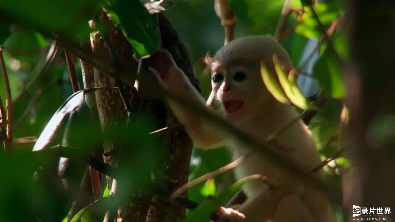 BBC纪录片《野性缅甸-失落的自然王国 Wild Burma: Nature’s Lost Kingdom》全3集 