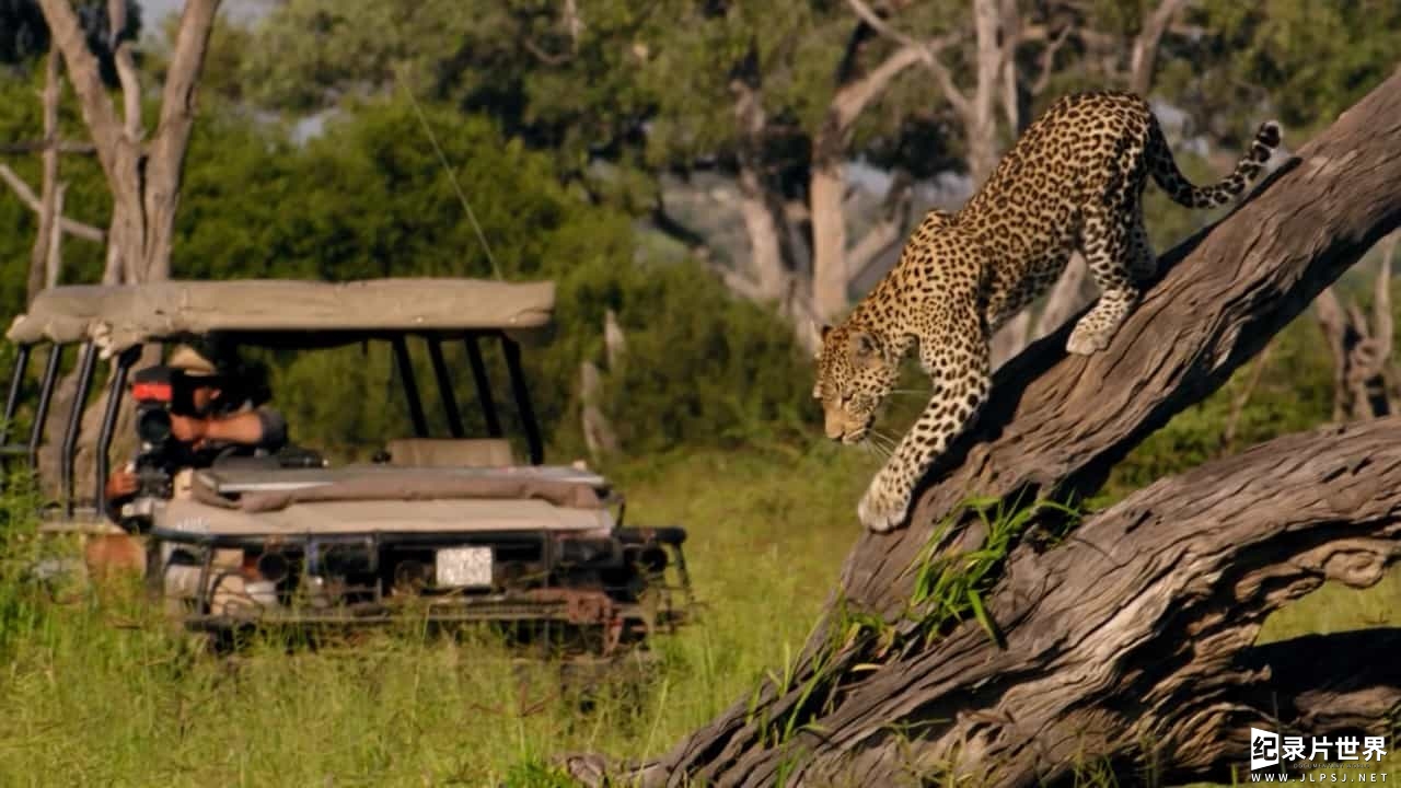 BBC纪录片《非洲钓鱼豹 Africa's Fishing Leopards》全1集