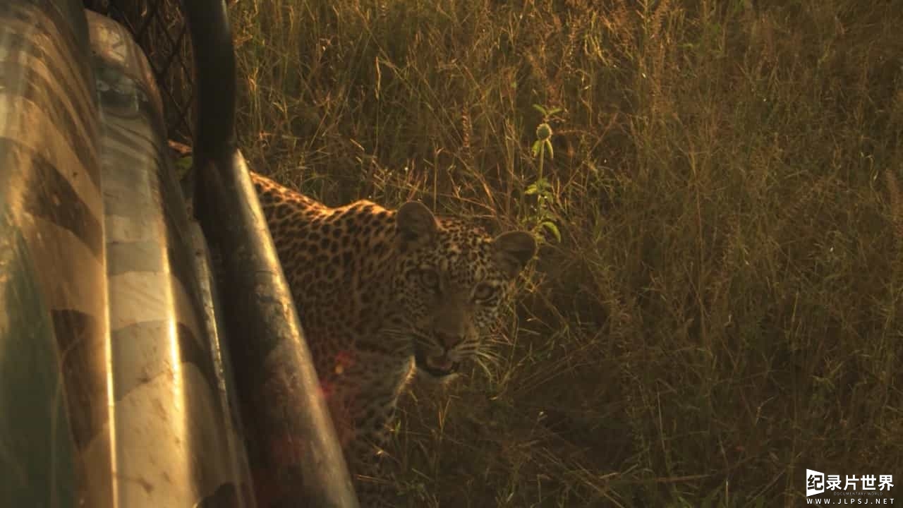 BBC纪录片《非洲钓鱼豹 Africa's Fishing Leopards》全1集