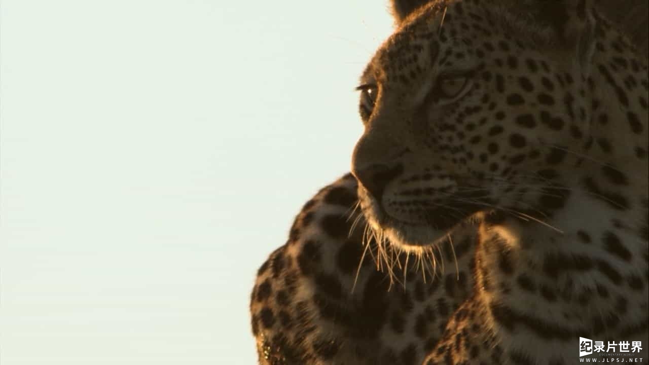 BBC纪录片《非洲钓鱼豹 Africa's Fishing Leopards》全1集