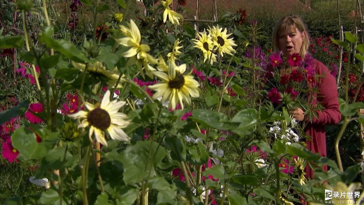 BBC纪录片《蜜蜂 蝴蝶和鲜花 Bees Butterflies and Blooms》全3集