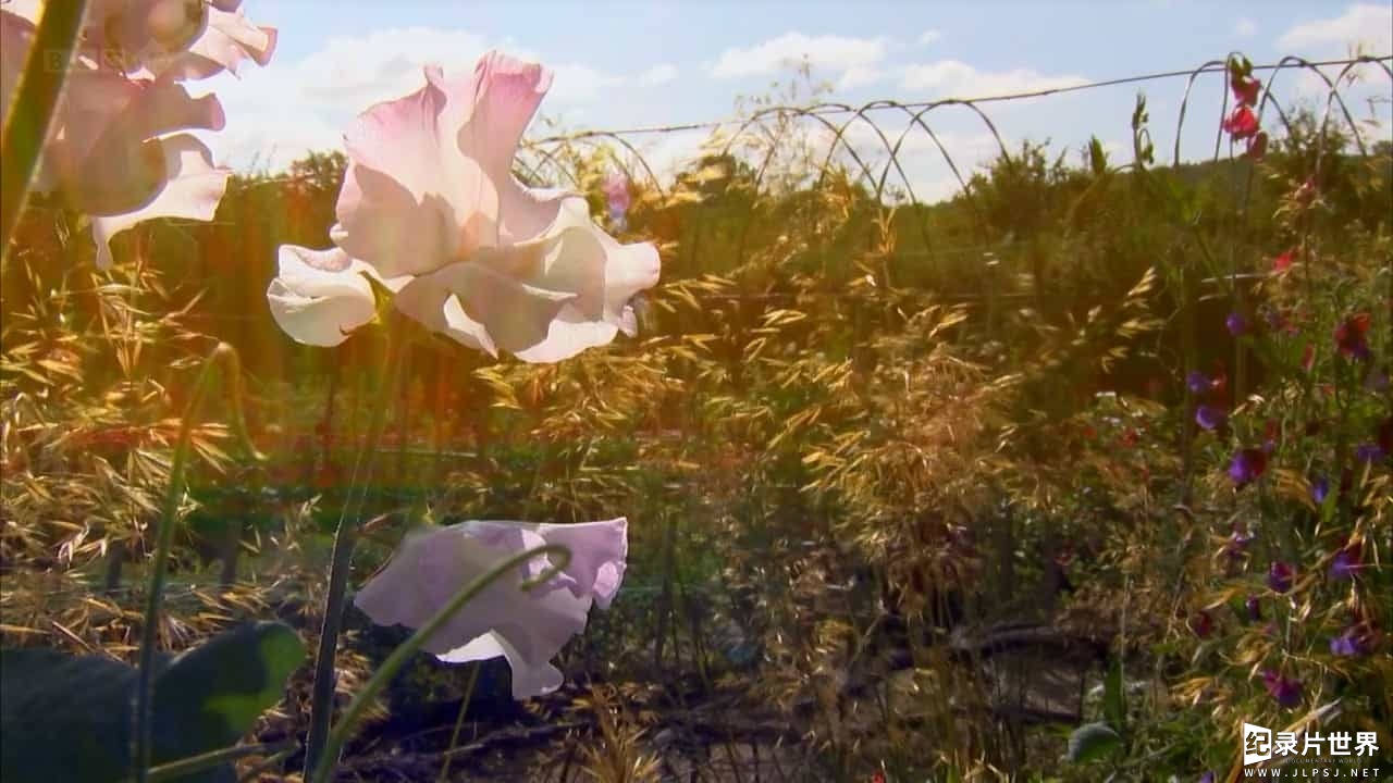 BBC纪录片《蜜蜂 蝴蝶和鲜花 Bees Butterflies and Blooms》全3集