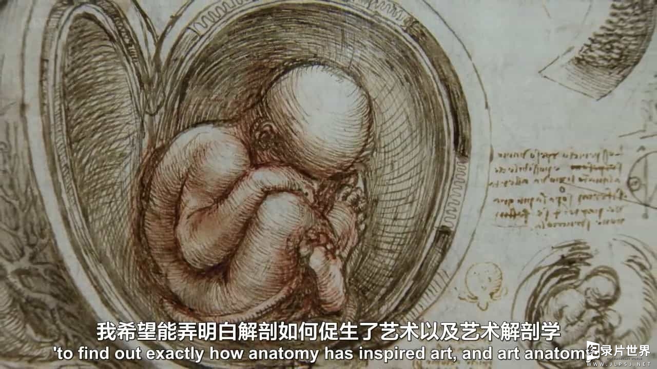 BBC纪录片《解剖学之美 The Beauty of Anatomy 》全5集