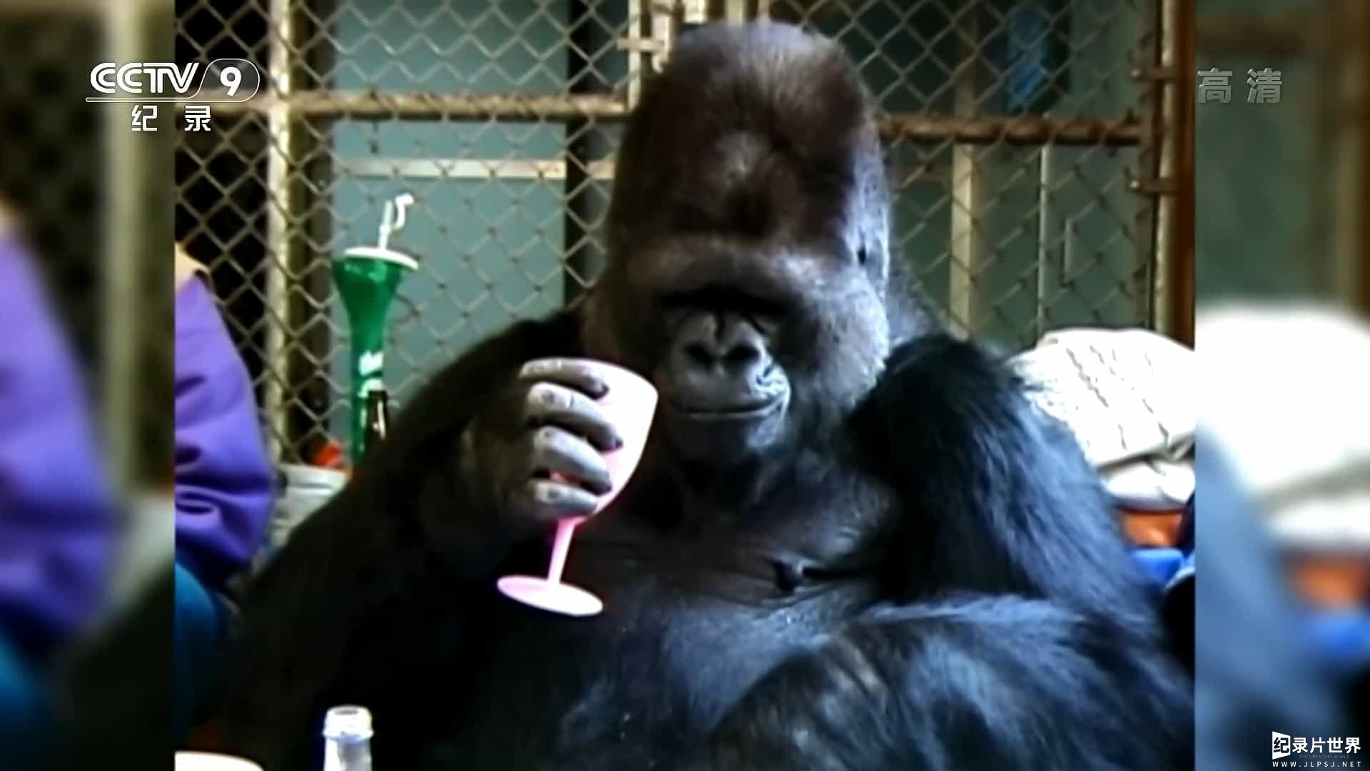 BBC纪录片《可可: 会与人类交流的猩猩/科科：与人类交谈的大猩猩 Koko: The Gorilla who Talks to People 2016》全1集 