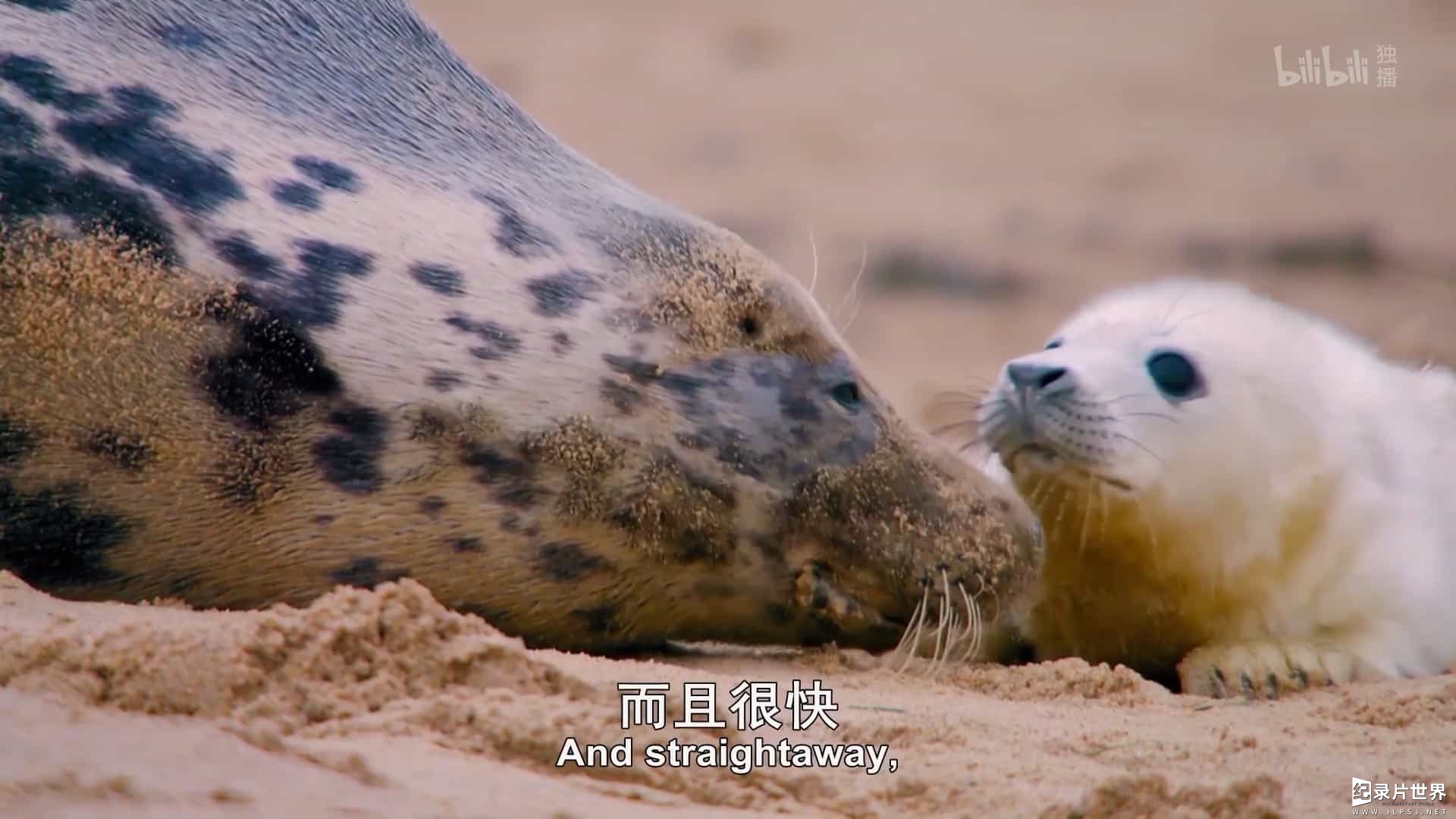 BBC纪录片《可爱的小崽子们/动物宝宝的奇妙世界 The Wonderful World of Baby Animals 2019》全6集