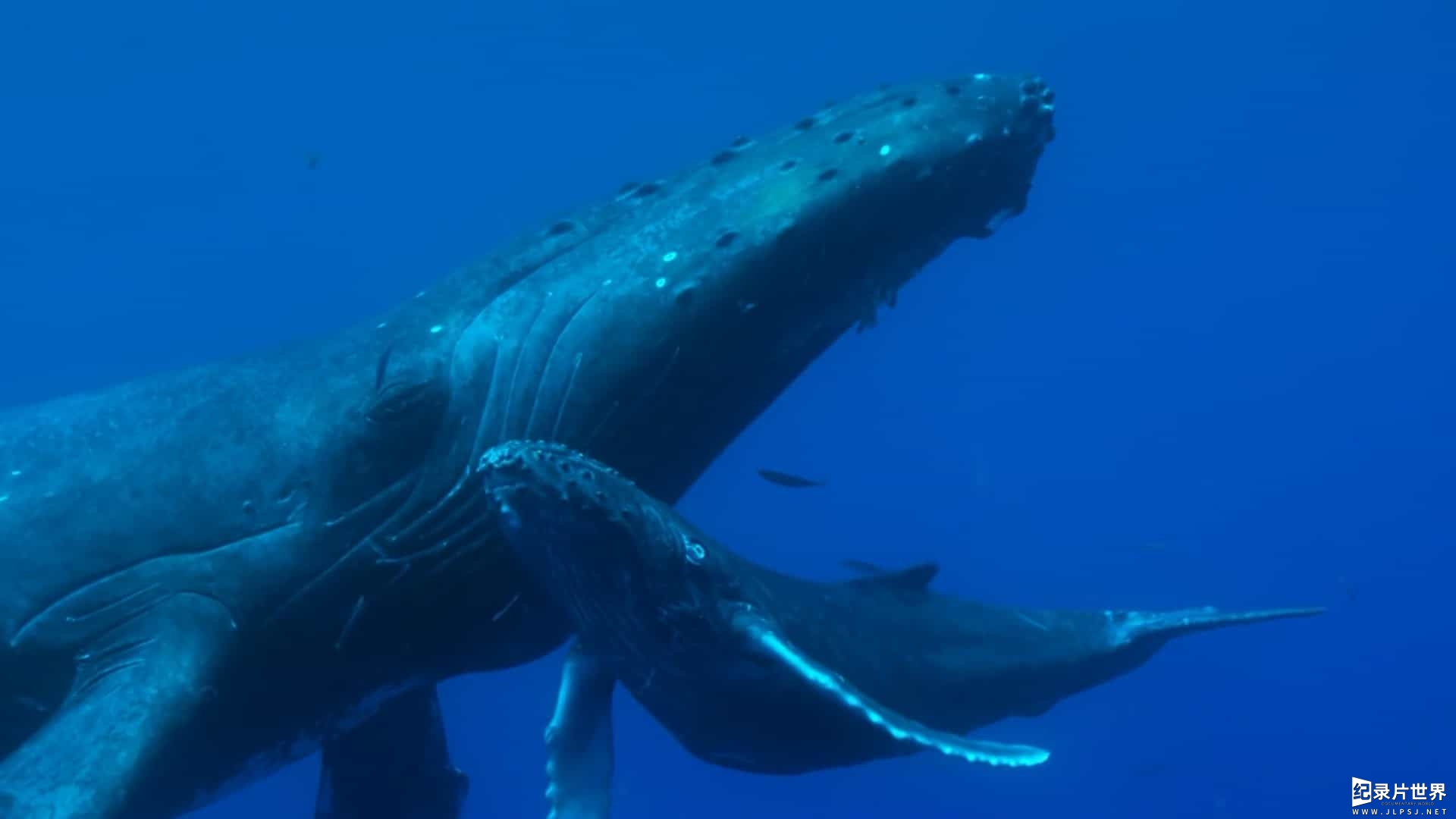 BBC纪录片《蓝星热带岛屿/地球热带岛屿之旅 Earths Tropical Islands 2020》全3集