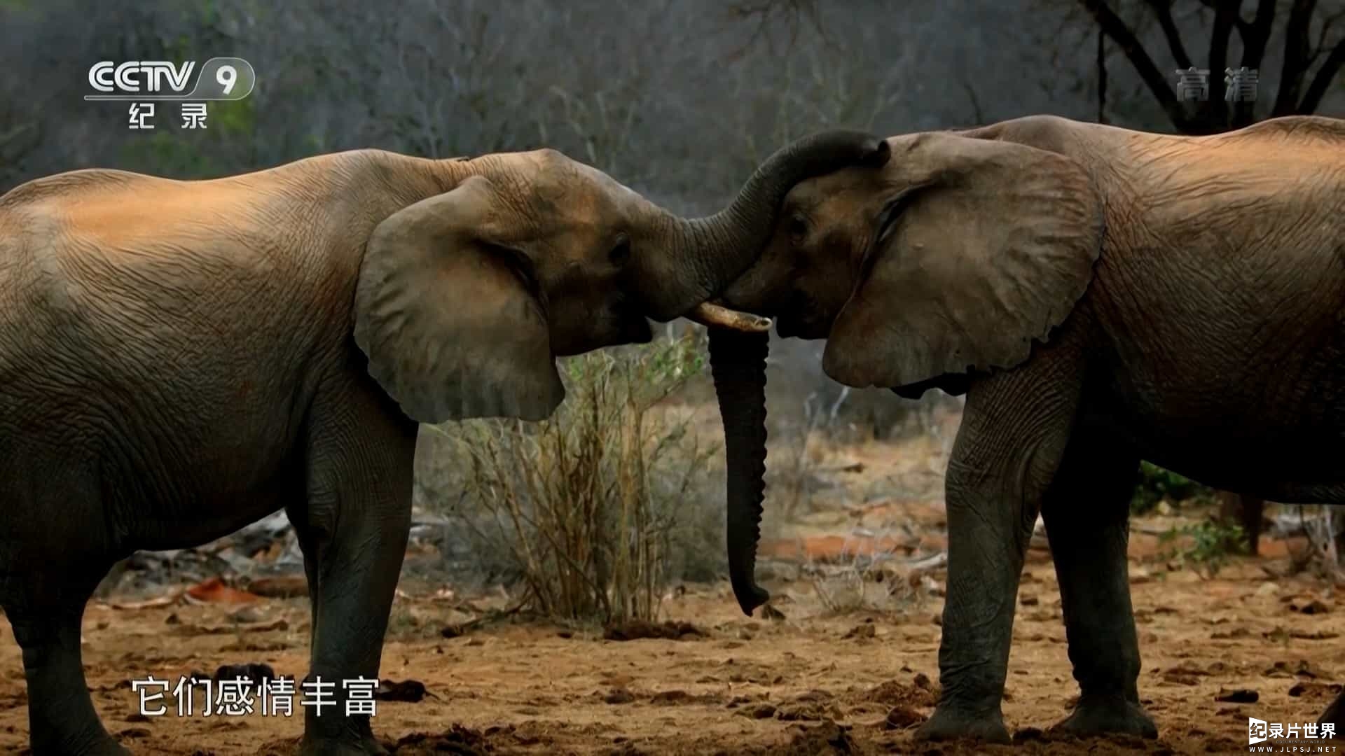 BBC纪录片《大象一家和我/非洲象家族与我 Gordon Buchanan Elephant Family Me 2016》全2集