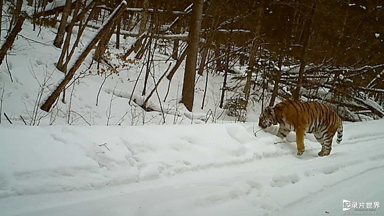 BBC纪录片《雪虎行动/雪虎任务/西伯利亚虎 Operation Snow Tiger 2013》全2集