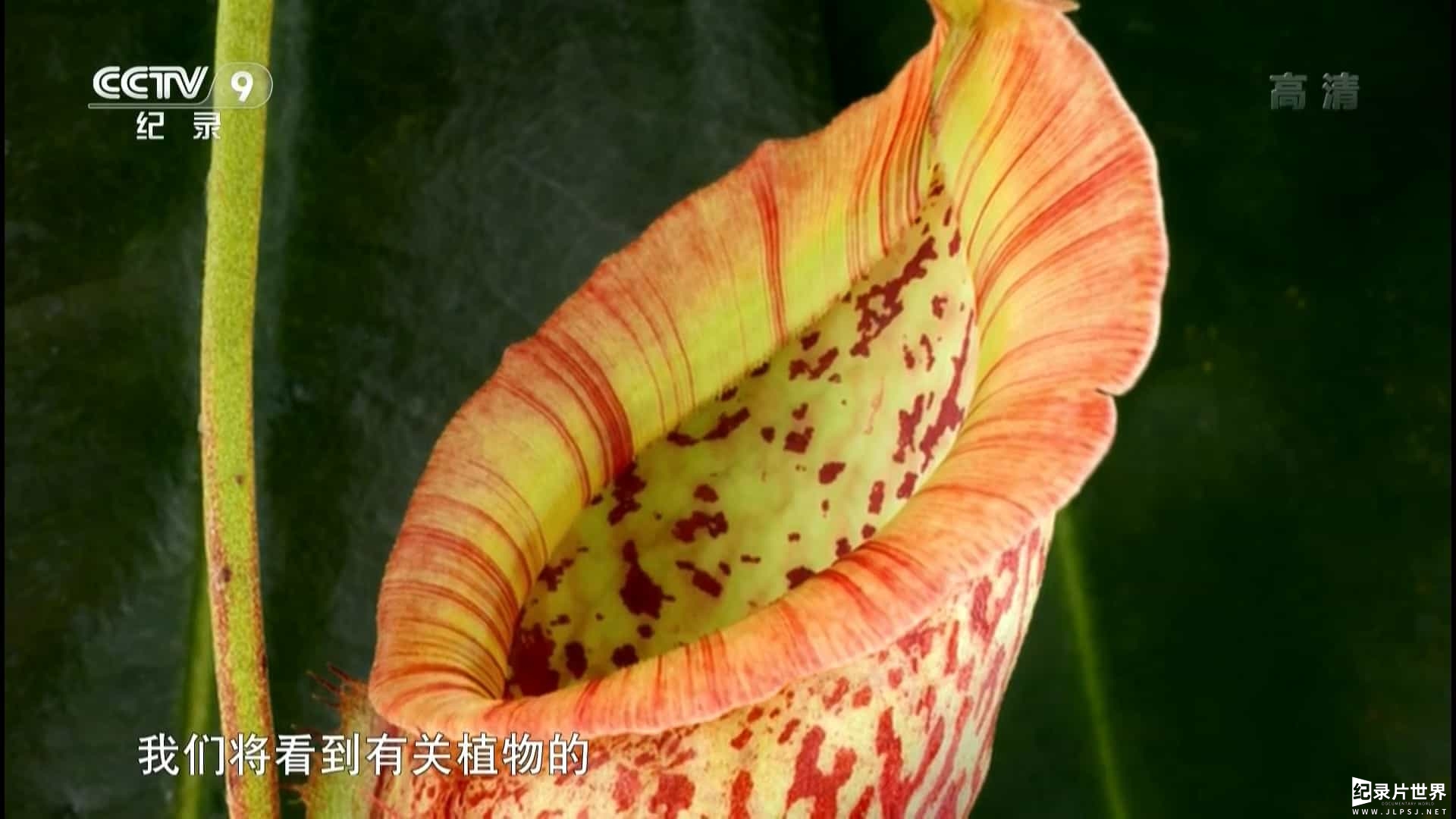 央视纪录片《与大卫·爱登堡一起探索植物王国 Kingdom of Plants with David Attenborough 2015》全4集