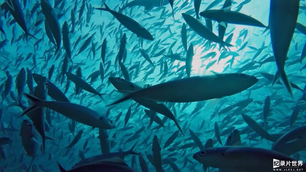 BBC纪录片/精选系列/环境保护《淹死在塑料的海洋中/塑料海洋 Drowning in Plastic 2018》全1集