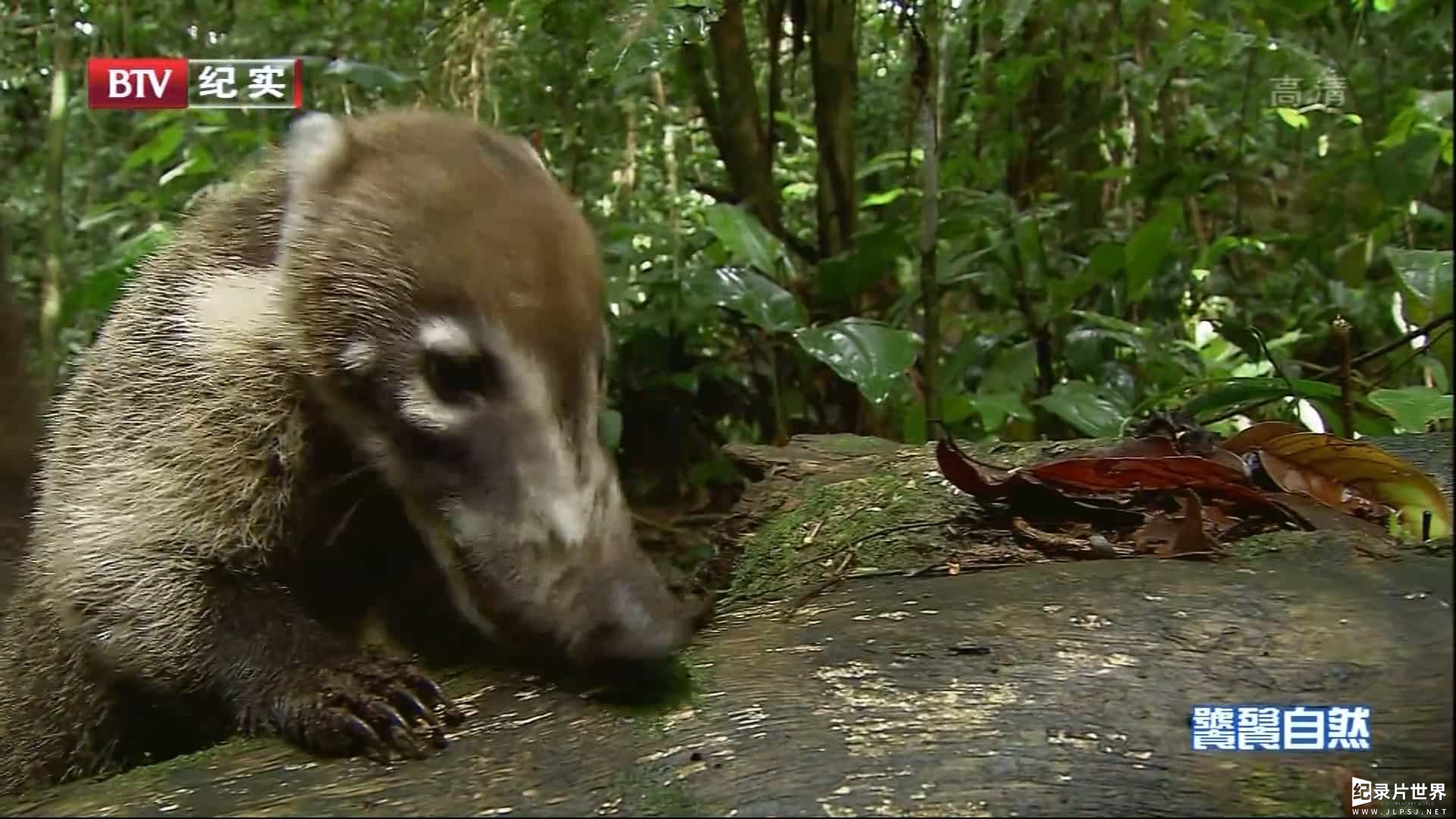 西班牙CINTV《饕餮自然 Wild Menu 2014》第1季 