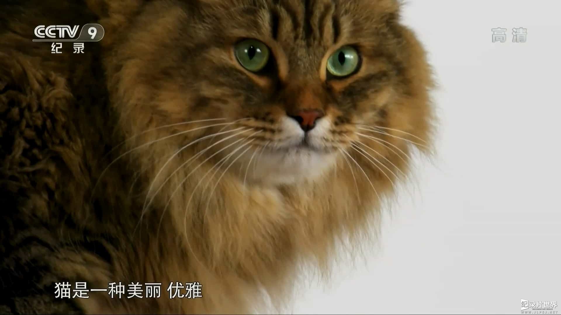 CBC纪录片《家里的狮子 Lion in Your Living Room 2018》全1集