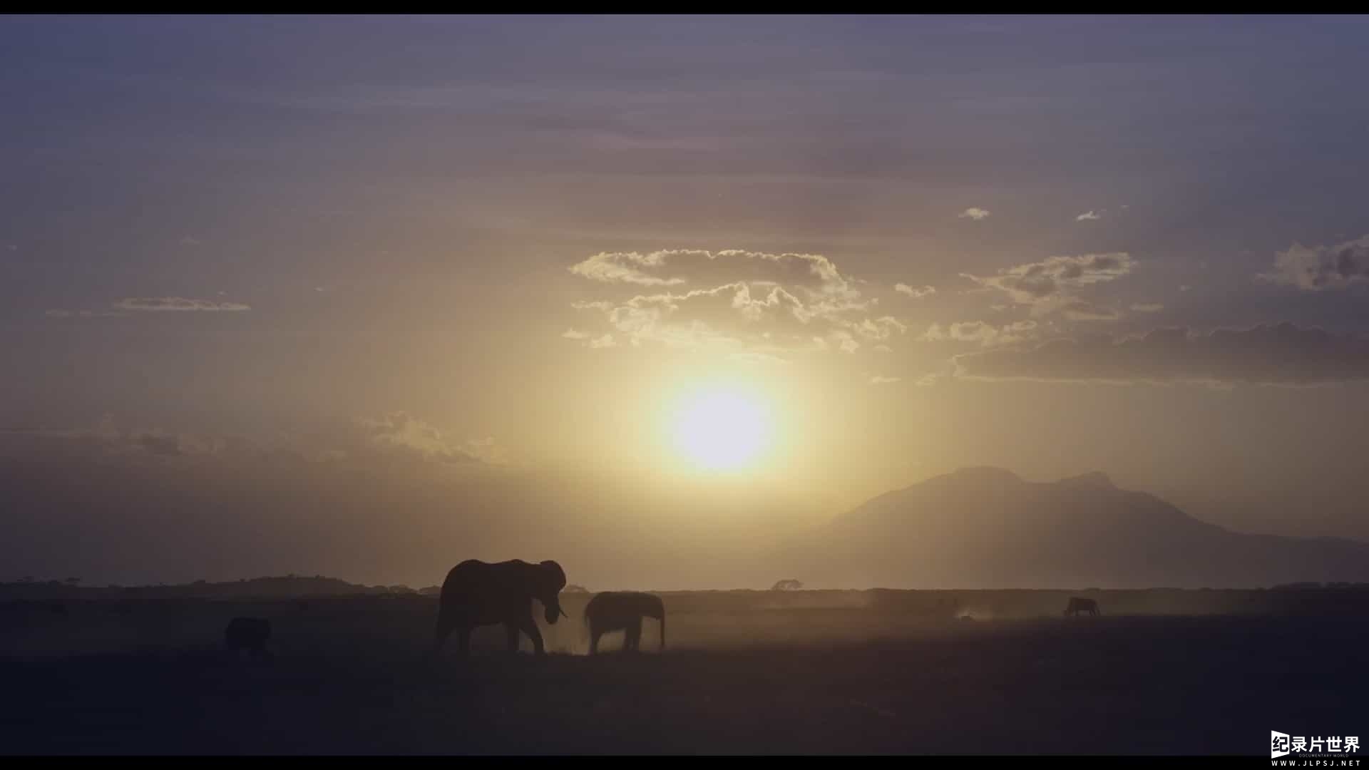 英国纪录片《大象女王 The Elephant Queen》全1集