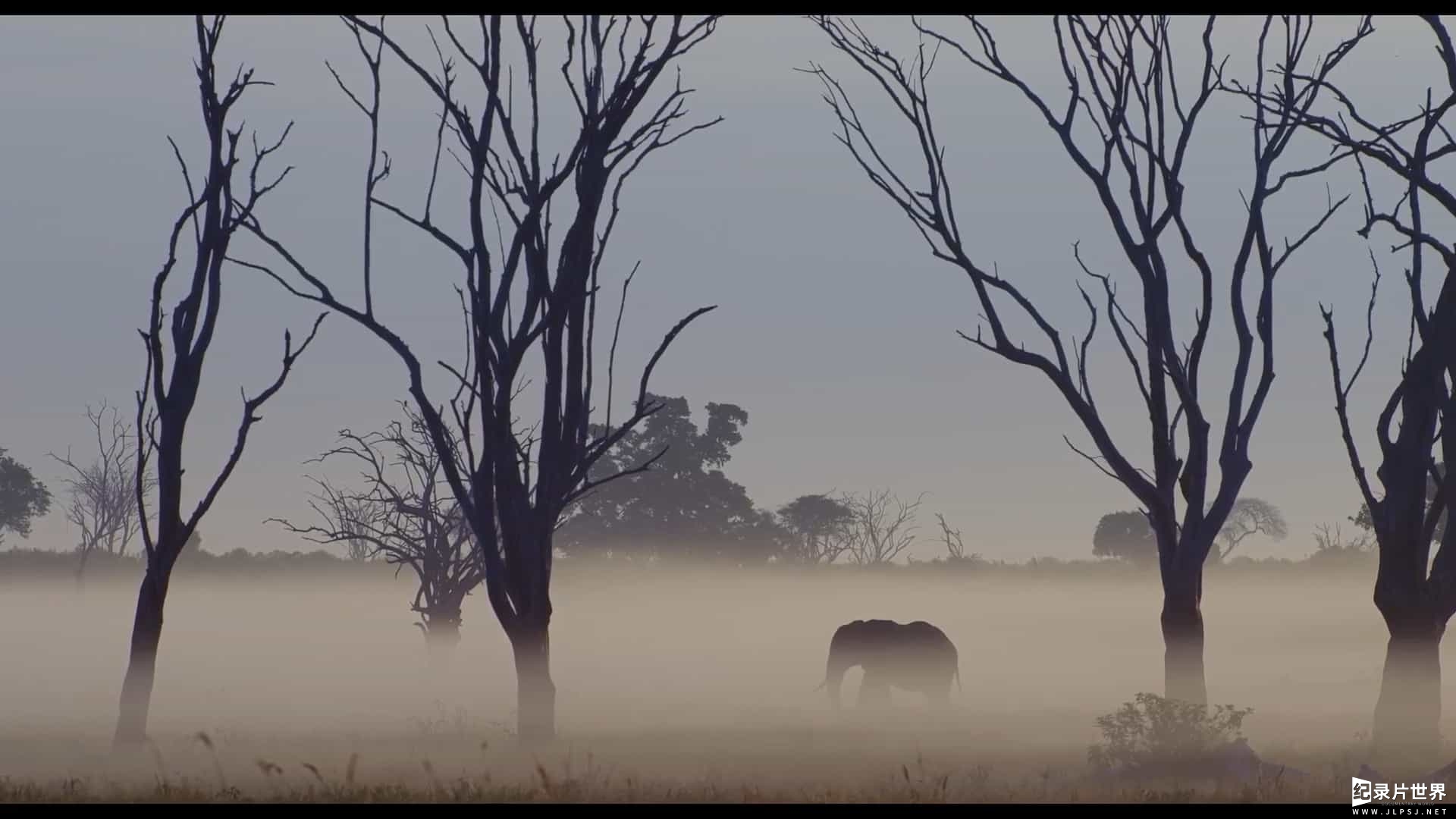 英国纪录片《大象女王 The Elephant Queen》全1集