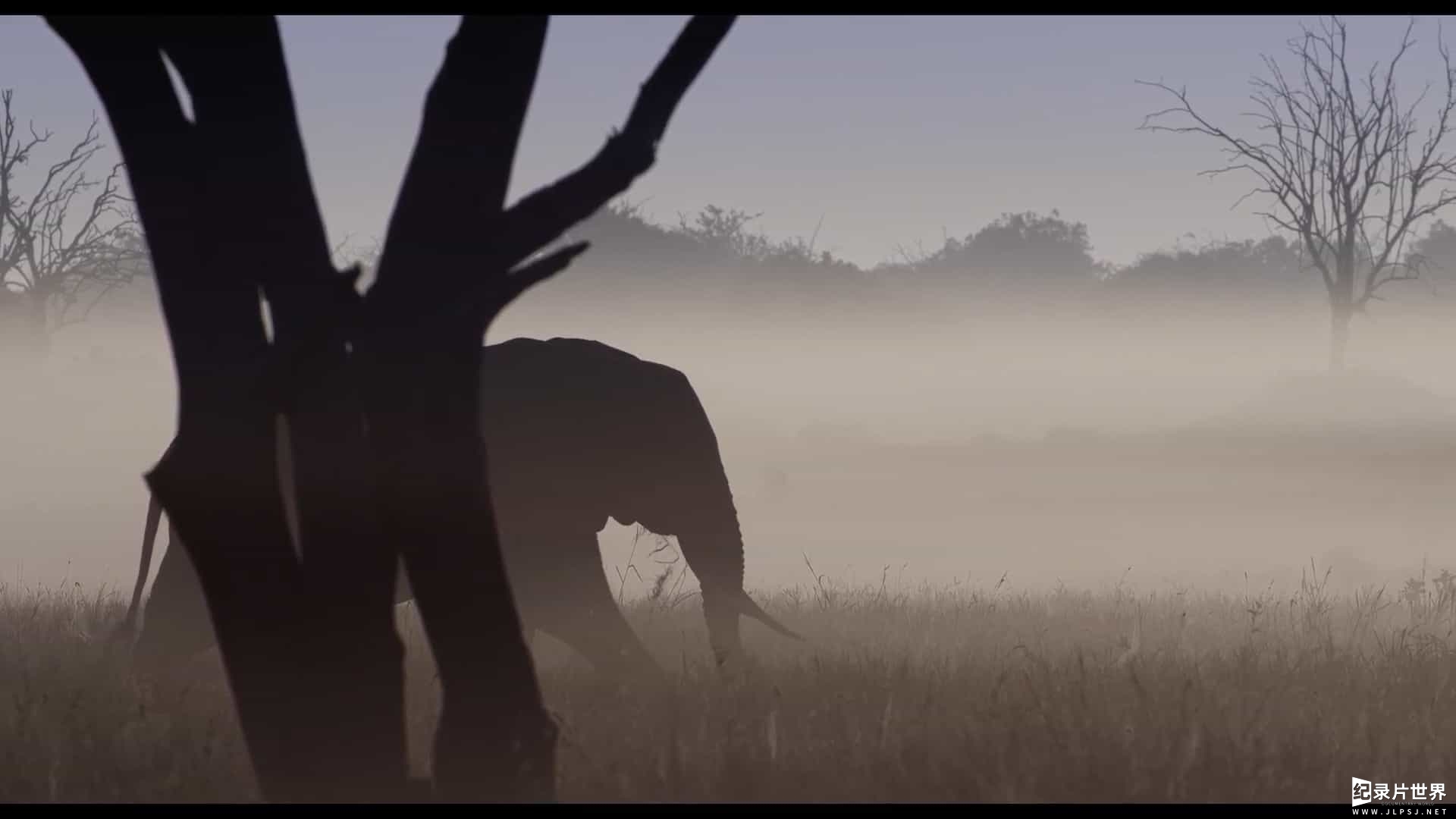 英国纪录片《大象女王 The Elephant Queen》全1集