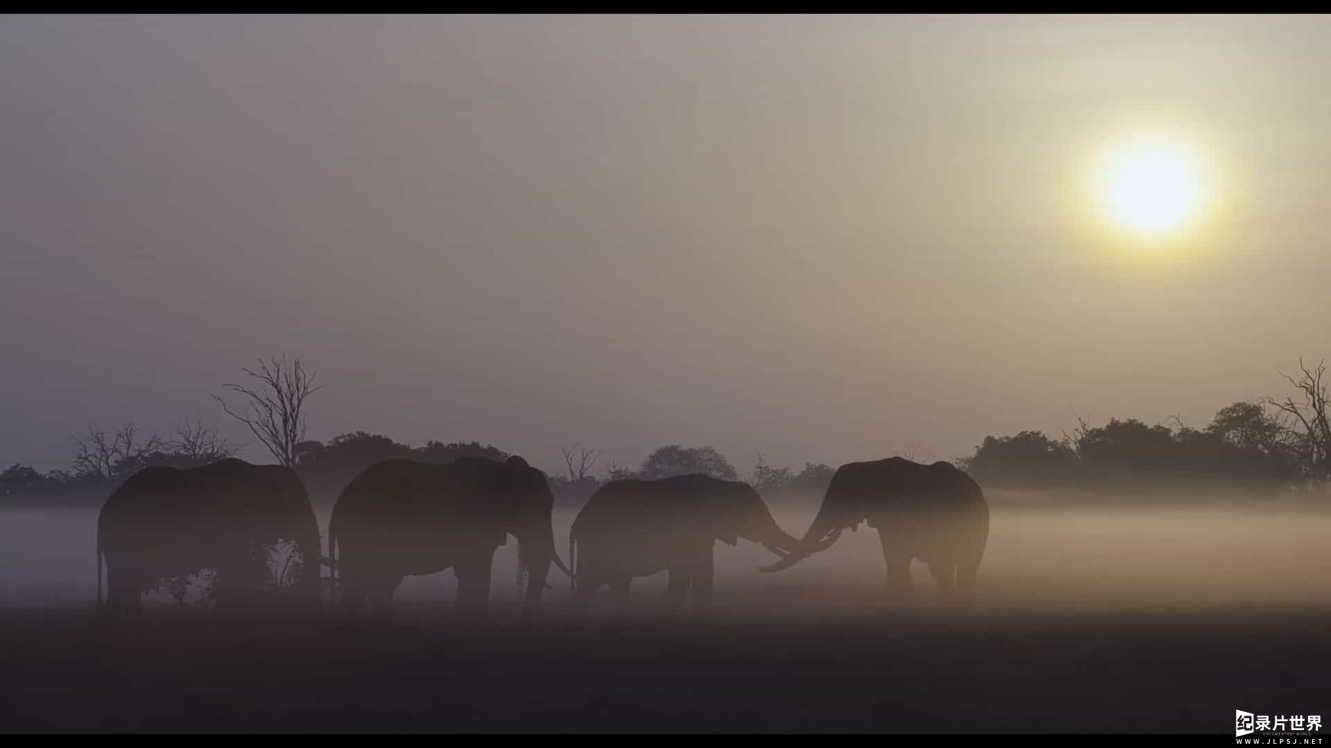 英国纪录片《大象女王 The Elephant Queen》全1集