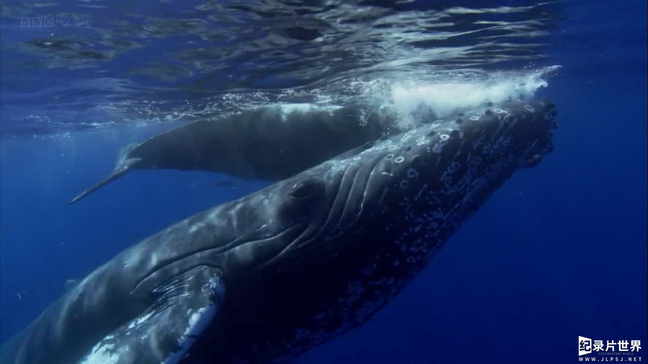 BBC纪录片《英国捕鲸船—不为人知的历史/不列颠猎鲸人 Britain's Whale Hunters The Untold Story 2014》全2集