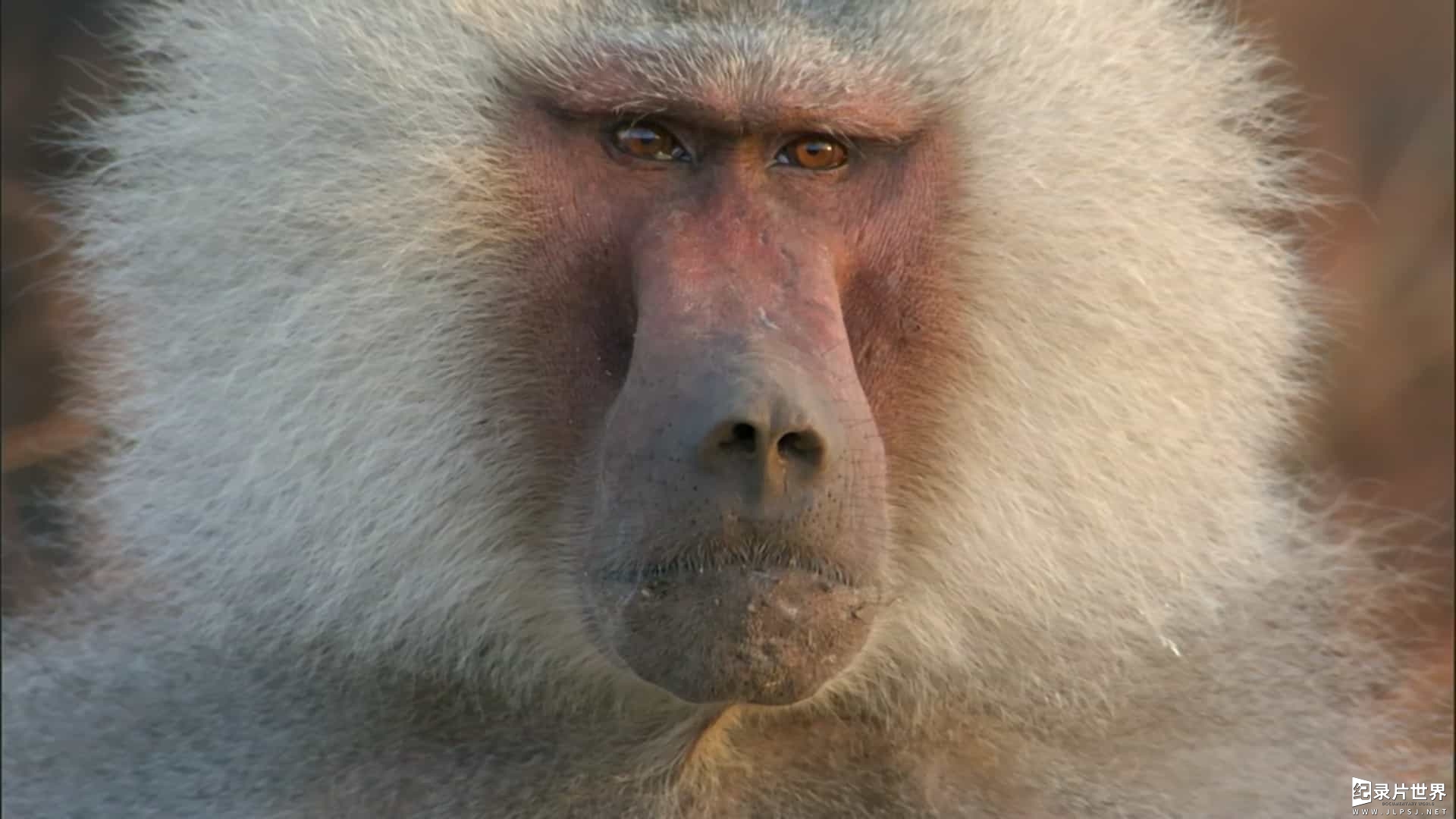 BBC纪录片《自然世界：与狒狒同行 Natural World：Living with Baboons 2012》全1集