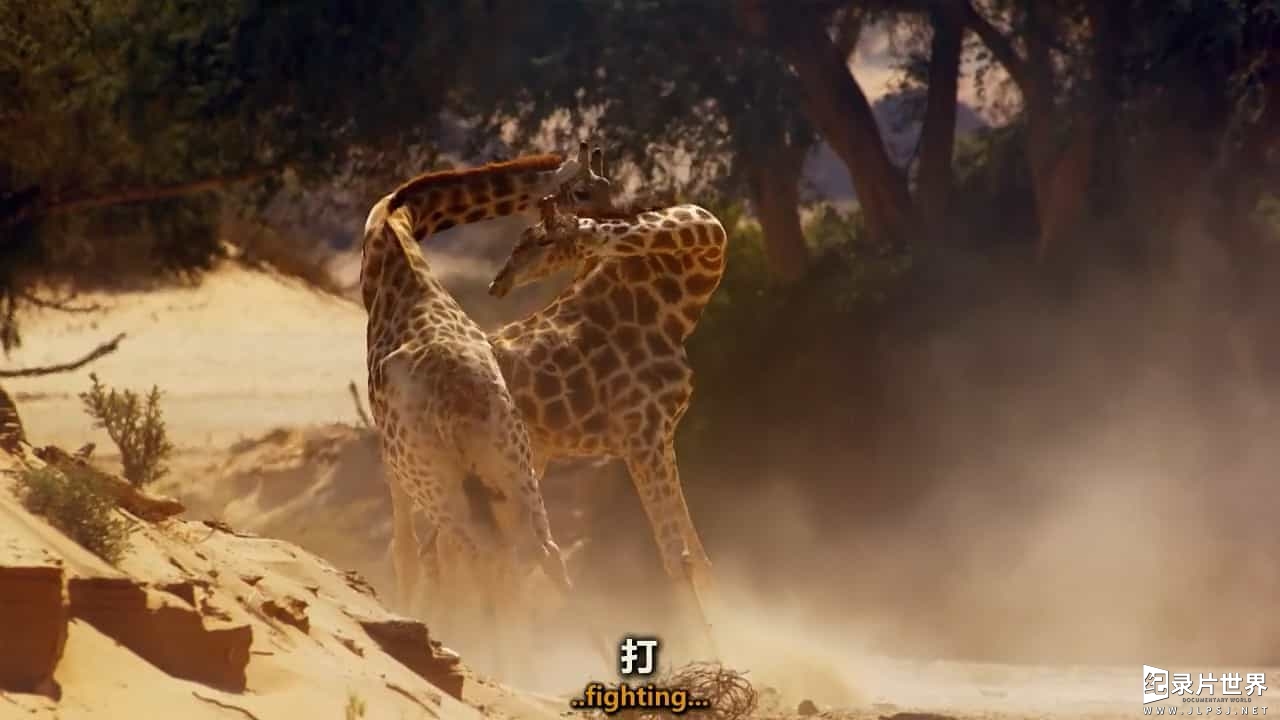 BBC纪录片《动物举止背后的谎言/品行不端的动物 Animals Behaving Badly 2018》全3集