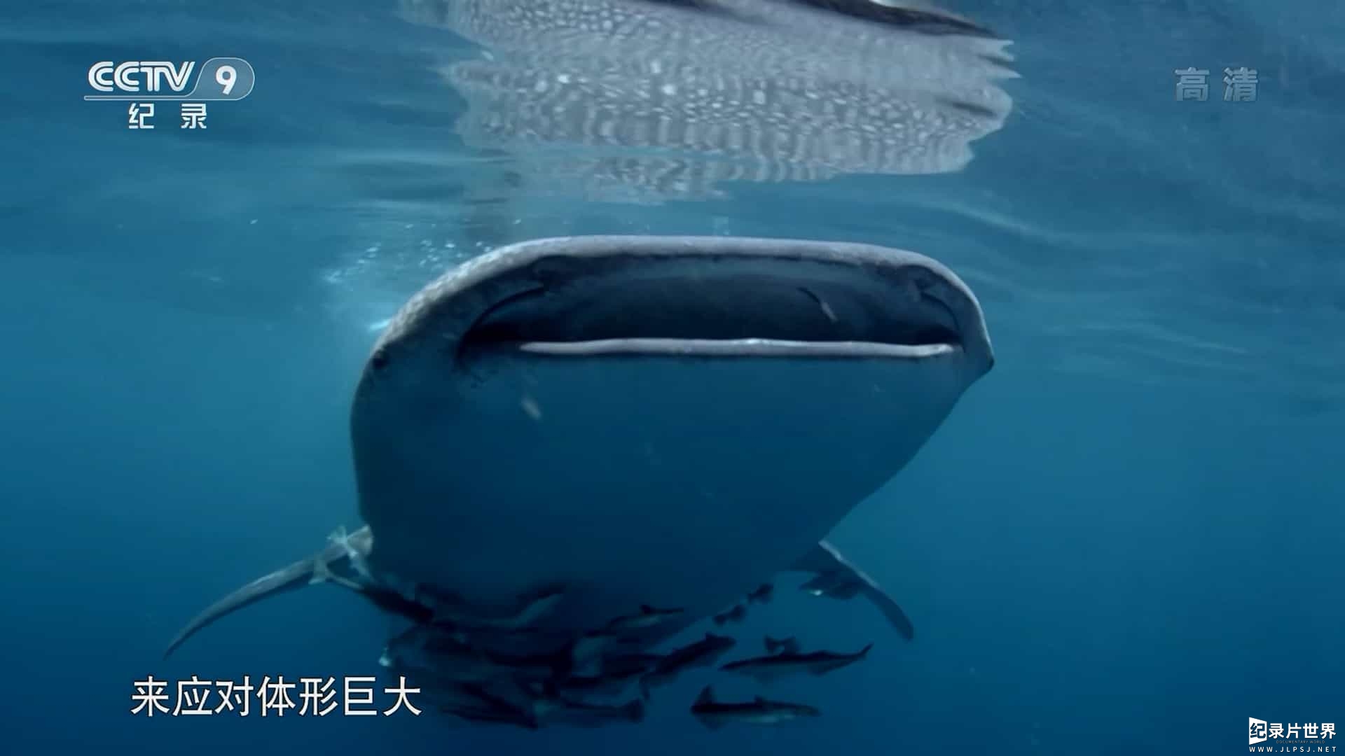 BBC纪录片《最大野兽 Nature's Biggest Beasts 2018》全1集