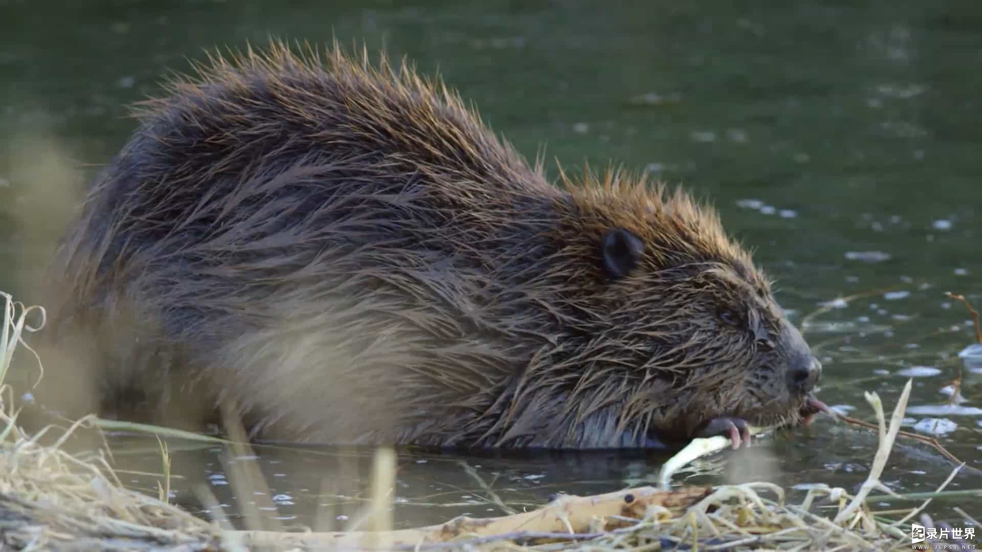 BBC纪录片《自然世界 Natural World 2013》全7集