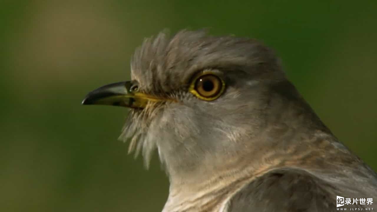 BBC纪录片《自然世界 布谷鸟/解密布谷鸟/BBC 解密布谷鸟 Natural World Cuckoo》全1集