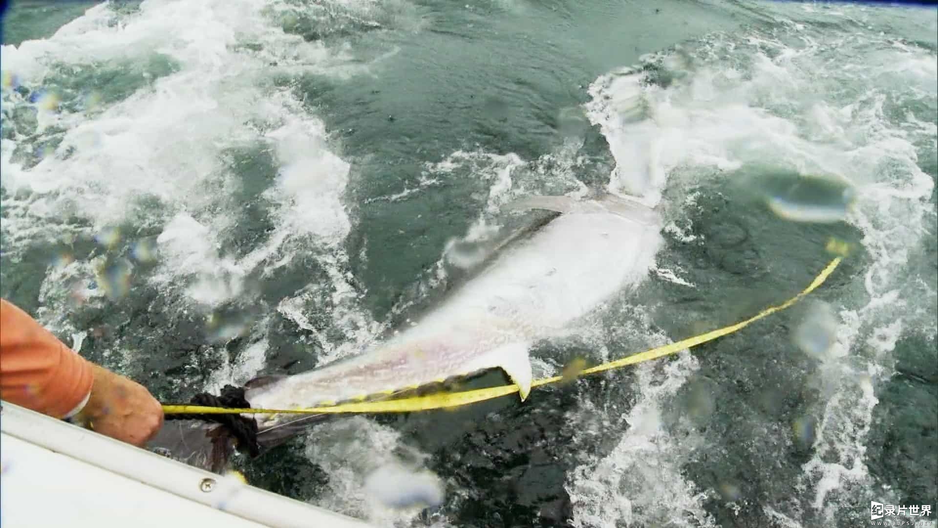 国家地理《捕鱼生死斗/狡猾黑鮪殊死戰 Wicked Tuna》第1-10季全154集