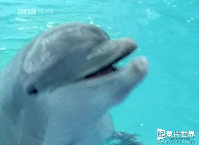 BBC纪录片《聪明的海豚 Dolphins-Deep Thinkers 2005》全1集