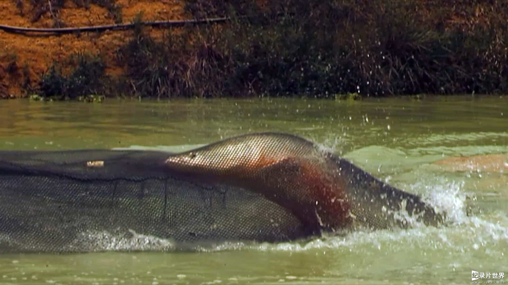 探索频道《河中巨怪/河中探秘 River Monsters 2009-2018》第1-9季全58集