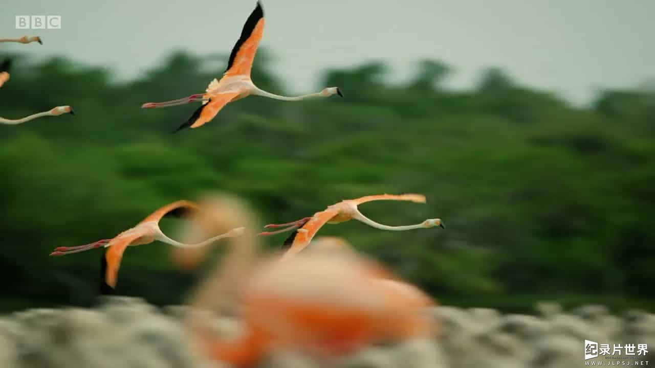 BBC纪录片《墨西哥：地球生命的狂欢 Mexico: Earth's Festival Of Life 2017》全3集